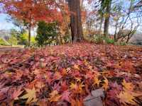 四季皆美的京都府立植物園