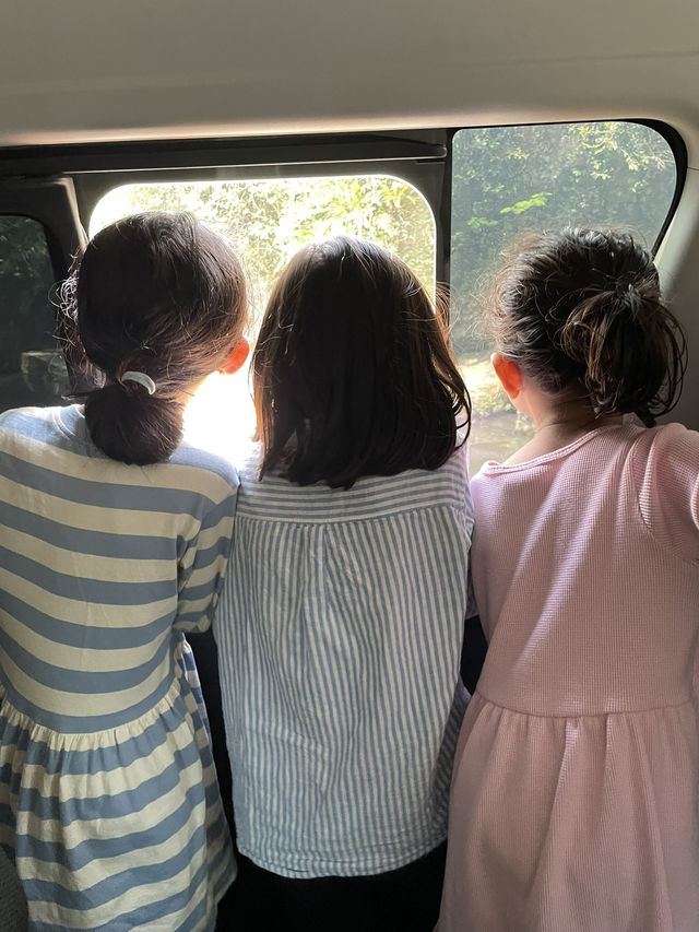 Safari fun day ! 🐯🐘🦁🦓😍😍💕