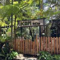 Forest Vibes & Highest-Perched Coffee – My Visit to Kopi Hutan, Penang