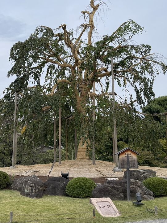 京都最古的守望者｜東寺五重塔