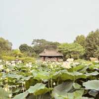 **"Semiwon Garden: A Secret Han River Oasis – A Solo Traveler’s Floral Paradise"** 🌸🌊   