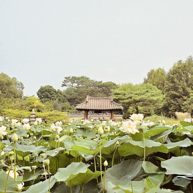 **"Semiwon Garden: A Secret Han River Oasis – A Solo Traveler’s Floral Paradise"** 🌸🌊   