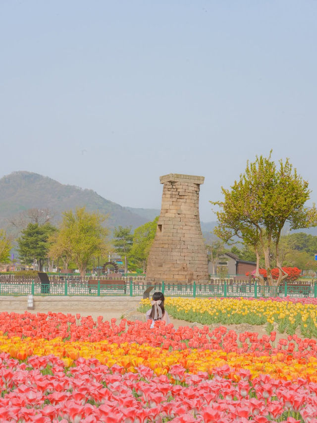 경주 겹벚꽃 보러 가셨나요? 그럼 튤립도 보셔야죠🌷❤️