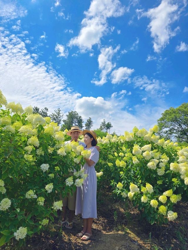 여름이라 행복한 속초 유럽수국축제💚