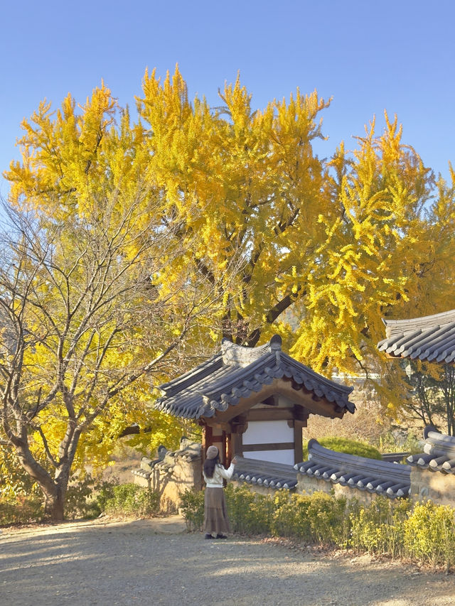 밀양 은행나무 코스💛