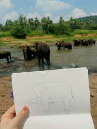 【ピンナワラゾウの孤児院】🇱🇰スリランカ