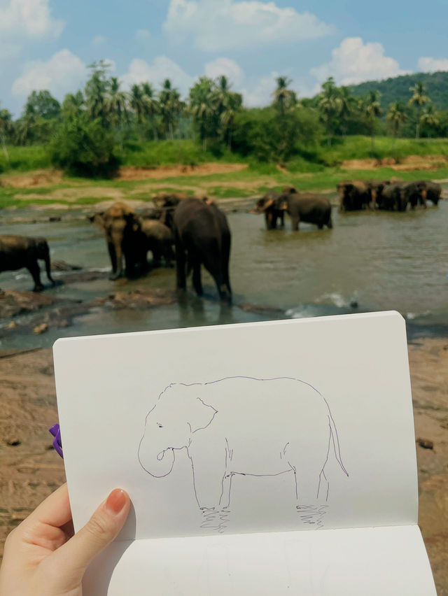 【ピンナワラゾウの孤児院】🇱🇰スリランカ