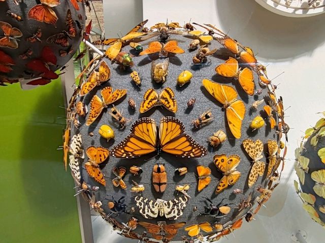 The Grace of Flight: The Insect World at Oxford's Natural History Museum