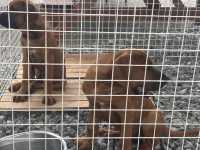 土佐犬🤍【土佐犬スタジオ】