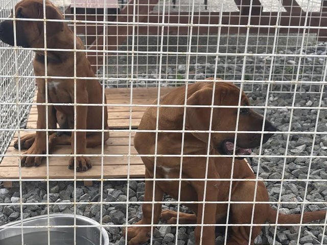 土佐犬🤍【土佐犬スタジオ】