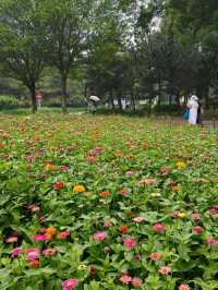 Chaoyang Park – CBD’s Secret Garden in Full Bloom