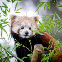 “Bamboo Sanctuary: Where Pandas Play in Nature’s Embrace”