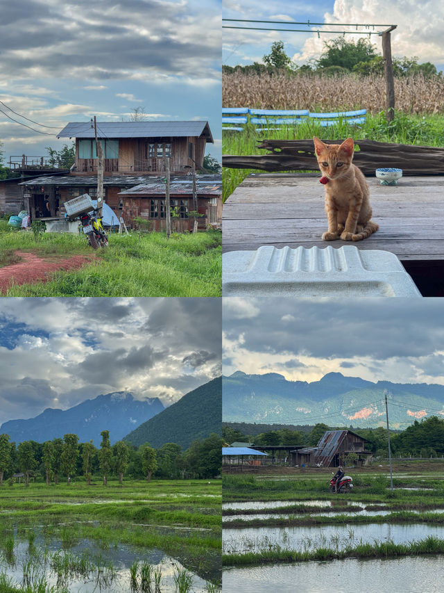บ้านโอบอุ่น อ.เชียงดาว 🏡⛰️🌦️🐶 บ้านโอบอุ่น อ.เชียงดาว 🏡⛰️🌦️🐶