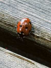 Soaking in Ancient Beauty 