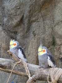 귀여움 한가득 에버랜드 뿌시기🎡