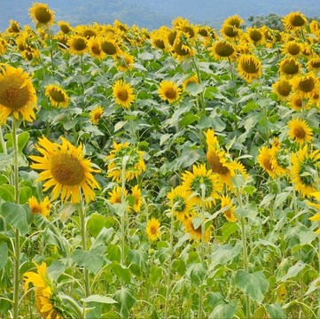 太陽に恋するひまわり畑🌻☀️「たいよう農園 門松ハウス」 | Trip.com