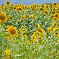 太陽に恋するひまわり畑🌻☀️「たいよう農園 門松ハウス」