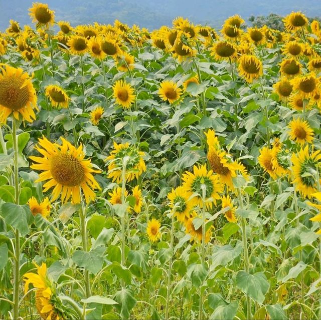 太陽に恋するひまわり畑🌻☀️「たいよう農園 門松ハウス」