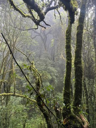 Ailao Mountain | Yunnan's Secret Cloudy Land