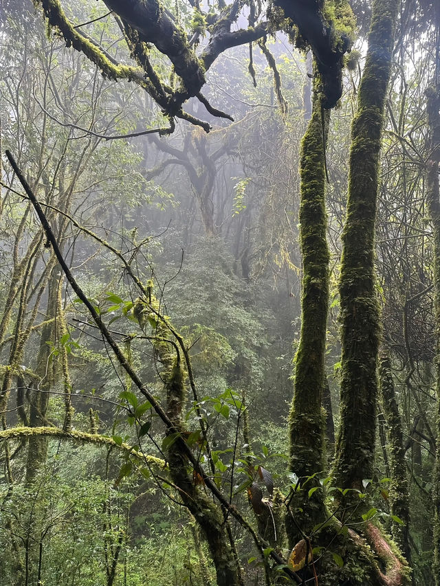 【哀牢山｜雲南的雲霧秘境】
