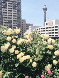 🌹横浜元町の薔薇から上瀬谷の花博へ：アメリカ山公園と未来のガーデン旅