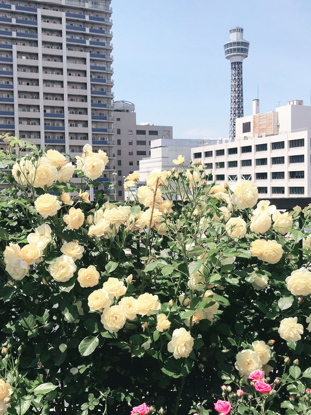 🌹横浜元町の薔薇から上瀬谷の花博へ：アメリカ山公園と未来のガーデン旅