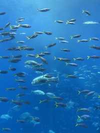 【沖縄】オススメスポット