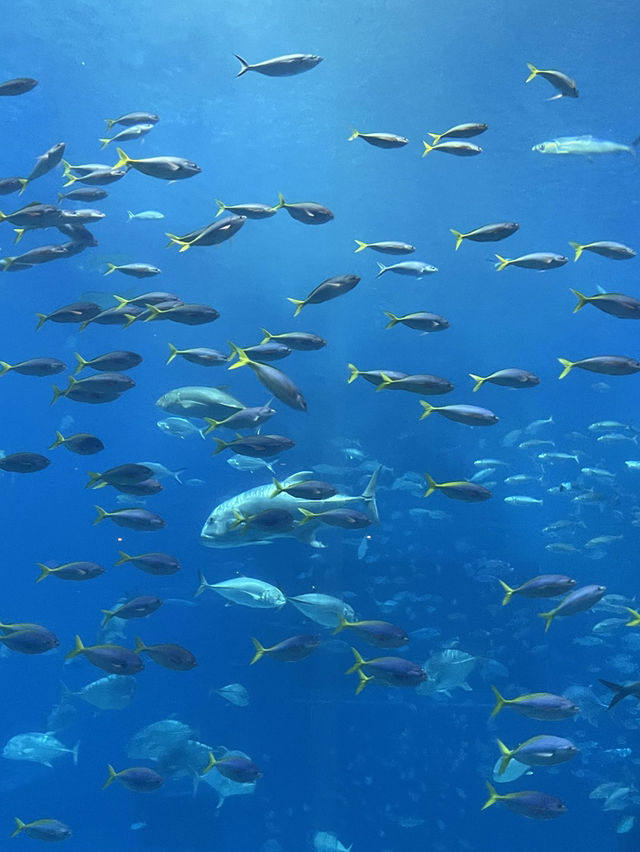 【沖縄】オススメスポット 【沖縄】オススメスポット