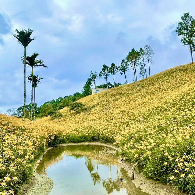 走訪赤科山耀眼的黃金地毯