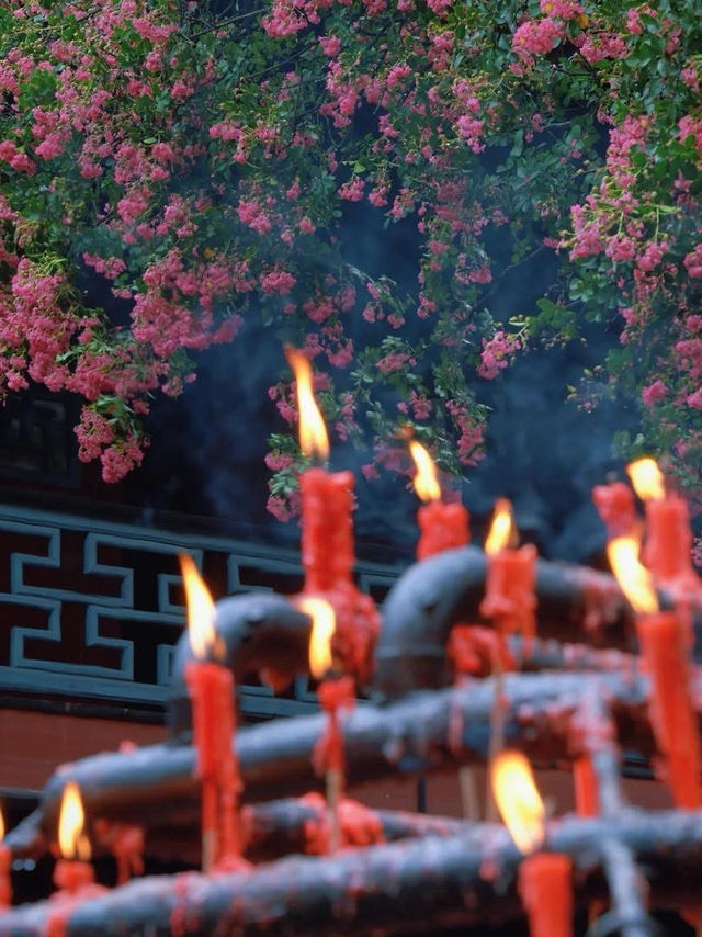 🌸 Dujiangyan – A Thousand-Year Symphony of Purple Blossoms 🌸
