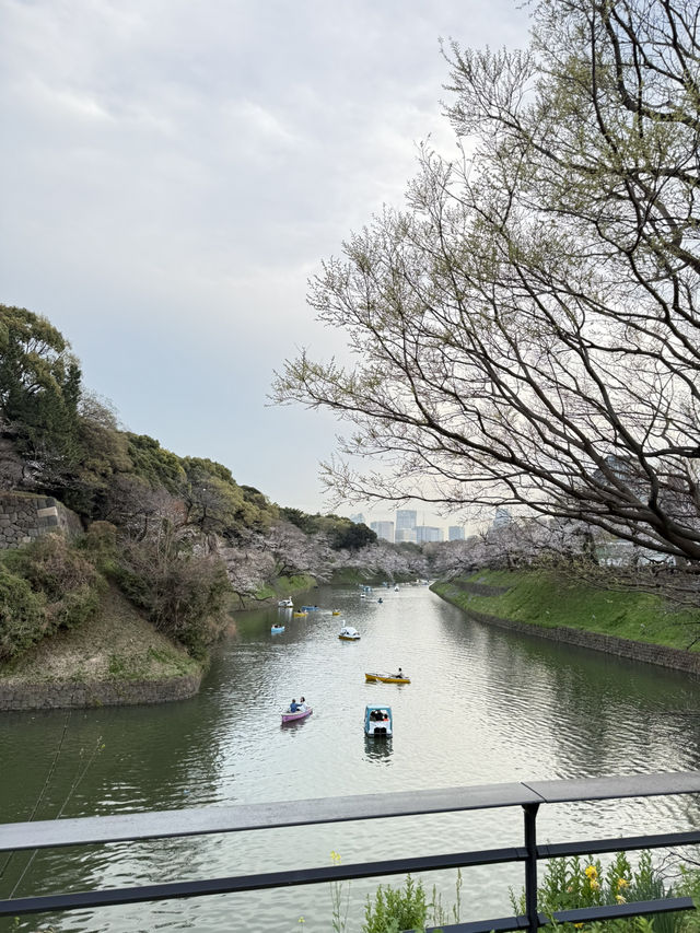 2025.03.28 櫻花季東京獨旅五天四夜行程 p6 第四天行程大公開(5.17:30千鳥淵（千鳥ヶ淵）)