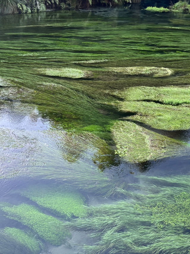 紐西蘭藍泉blue spring