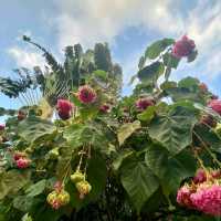 Hong Kong Zoological and Botanical Gardens