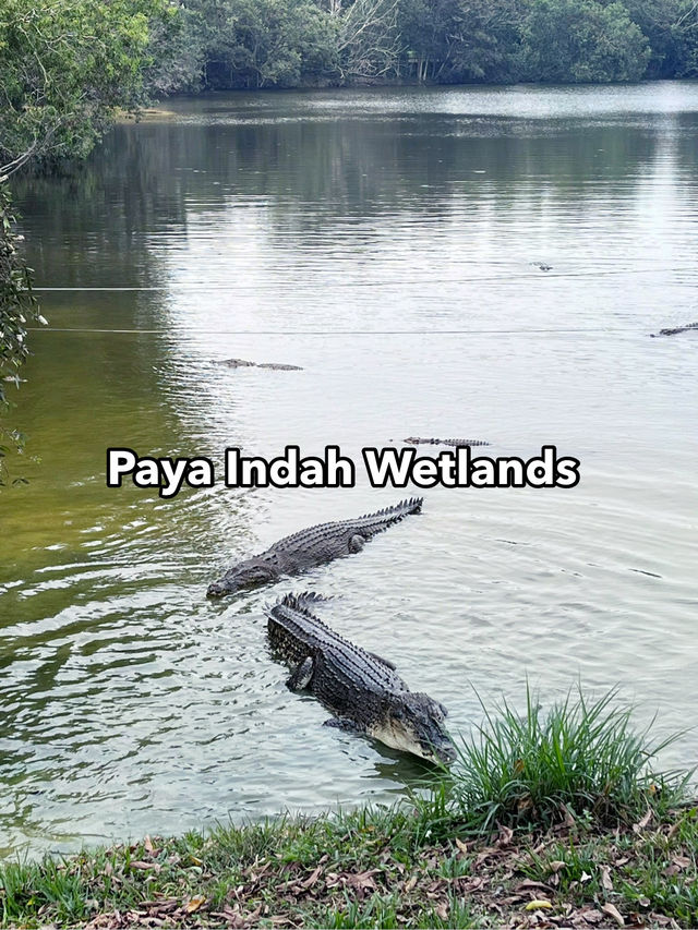 Paya Indah Wetlands: Tranquil Encounter with Hippos, Crocodiles, and Nature’s Stillness