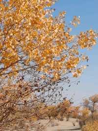 The Spirit of the Desert Poplar
