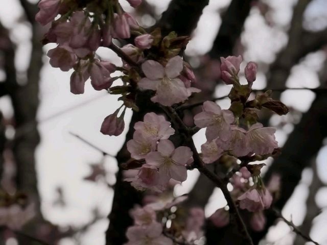 札幌Keio Plaza Hotel住宿體驗｜自助早餐+升級房間+櫻花賞🌸
