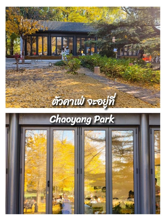 คาเฟ่ดูใบไม้เปลี่ยนสีลับๆในปักกิ่ง🍂☕