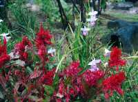 Seasonal Flower Gardens: Where Scenery Changes With Every Visit