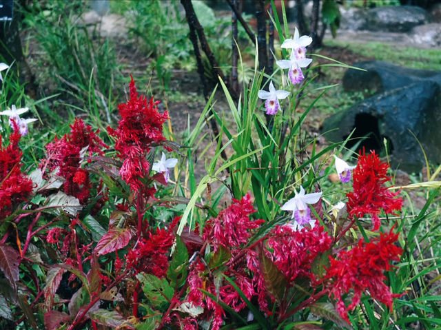Seasonal Flower Gardens: Where Scenery Changes With Every Visit Seasonal Flower Gardens: Where Scenery Changes With Every Visit