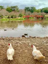 🇦🇺Gold Coast, Brisbane & Beyond: The 7-Day Queensland Explorer