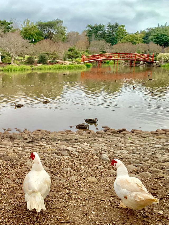 🇦🇺Gold Coast, Brisbane & Beyond: The 7-Day Queensland Explorer