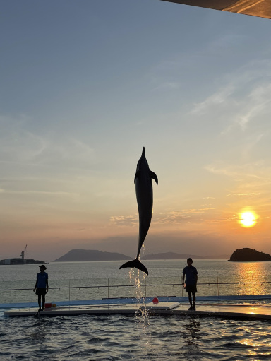 幻想的すぎて現実とは思えない！四国水族館の夏季限定サンセットイルカ