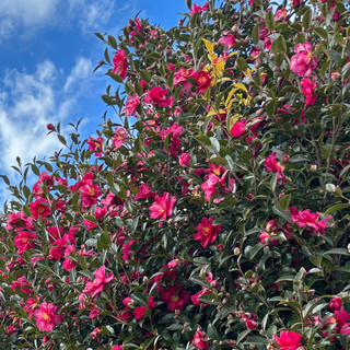 서귀포 동백 명소, 제주 카멜리아힐🌺