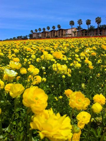 サンディエゴで最も夢のような花畑、世界で有名な虹色の花畑トップ10の