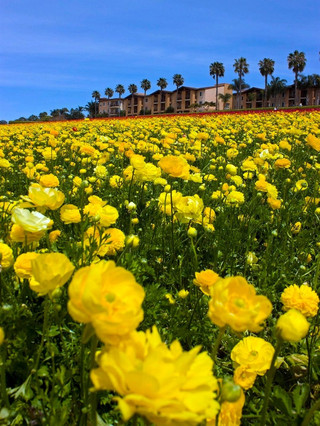 🌺 Carlsbad Flower Fields, California, USA 🇺🇸

🌺 Carlsbad Flower Fields เป็นหนึ่งในสวนดอกไม้ที่สวยและมีชื่อเสียงที่สุดในสหรัฐอเมริกา ตั้งอยู่ริมชายฝั่งแคลิฟอร์เนียตอนใต้ บนพื้นที่กว่า 50 เอเคอร์ ทุกปีในช่วงฤดูใบไม้ผลิ ทุ่งดอก Ranunculus หลากสีจะบานสะพรั่งเป็นแถบสีรุ้งทอดยาวไปตามเนินเขา สร้างภาพที่สวยงามจนกลายเป็นแลนด์มาร์กสำคัญของรัฐแคลิฟอร์เนีย

🌸 จุดเด่นของที่นี่คือแนวแปลงดอกไม้สีแดง ชมพู ส้ม เหลือง และม่วง ที่ถูกปลูกเรียงอย่างเป็นระเบียบจนดูเหมือนผืนผ้าหลากสีขนาดยักษ์ เมื่อมองจากมุมสูงจะเห็นความสวยงามของลวดลายที่ตัดกับท้องฟ้าสีครามและวิวมหาสมุทรแปซิฟิกในระยะไกล บรรยากาศสดใสและเต็มไปด้วยกลิ่นอายแห่งฤดูใบไม้ผลิ

💐 นอกจากทุ่งดอกไม้แล้ว ยังมีสวนธีมต่างๆ จุดชมวิว และทางเดินที่ออกแบบมาเพื่อการถ่ายภาพโดยเฉพาะ ทำให้เป็นสวรรค์ของคนรักธรรมชาติและช่างภาพจากทั่วโลก

📍 The Flower Fields at Carlsbad Ranch
📍 Carlsbad State Beach
📍 LEGOLAND California
📍 South Carlsbad Beach
📍 Batiquitos Lagoon
📍 Carlsbad Village
📍 Tamarack Beach
📍 Encinitas Coast

#CarlsbadFlowerFields #California #USATravel #FlowerField #SpringBloom #NaturePhotography #TravelCalifornia #BeautifulDestinations #FlowerLover #BucketList 🌺🌈🇺🇸📸✨🌿