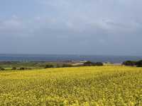 Udo, Jeju: Korea’s Coral Island