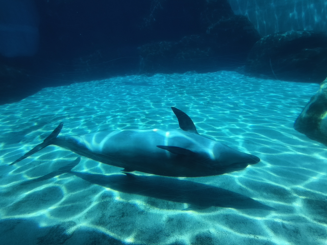 Beat the Heat and Cool Off at the Port of Nagoya Public Aquarium.