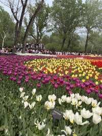 ชี้เป้าจุดชมดอกไม้ในปักกิ่ง ช่วงฤดูใบไม้ผลิ 🌷