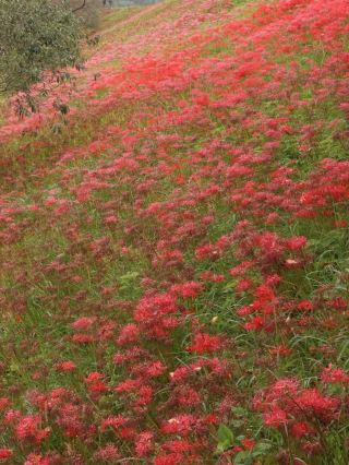Come and experience the four seasons of Japan as they bloom along the riverbank.