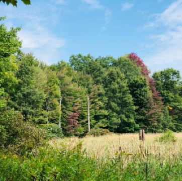 Walk in Nature at Midland City Forest